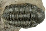 Reedops Trilobite Fossil - Atchana, Morocco #312346-2